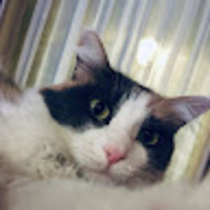 Meet your Posher, Dean